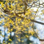 Tree branches with small yellow buds