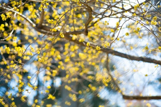 Tree branches with small yellow buds