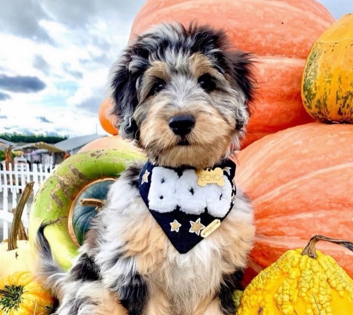 Wag-O-Ween Puppy Party