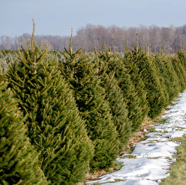 Brewer's Tree Farm Comes to AY